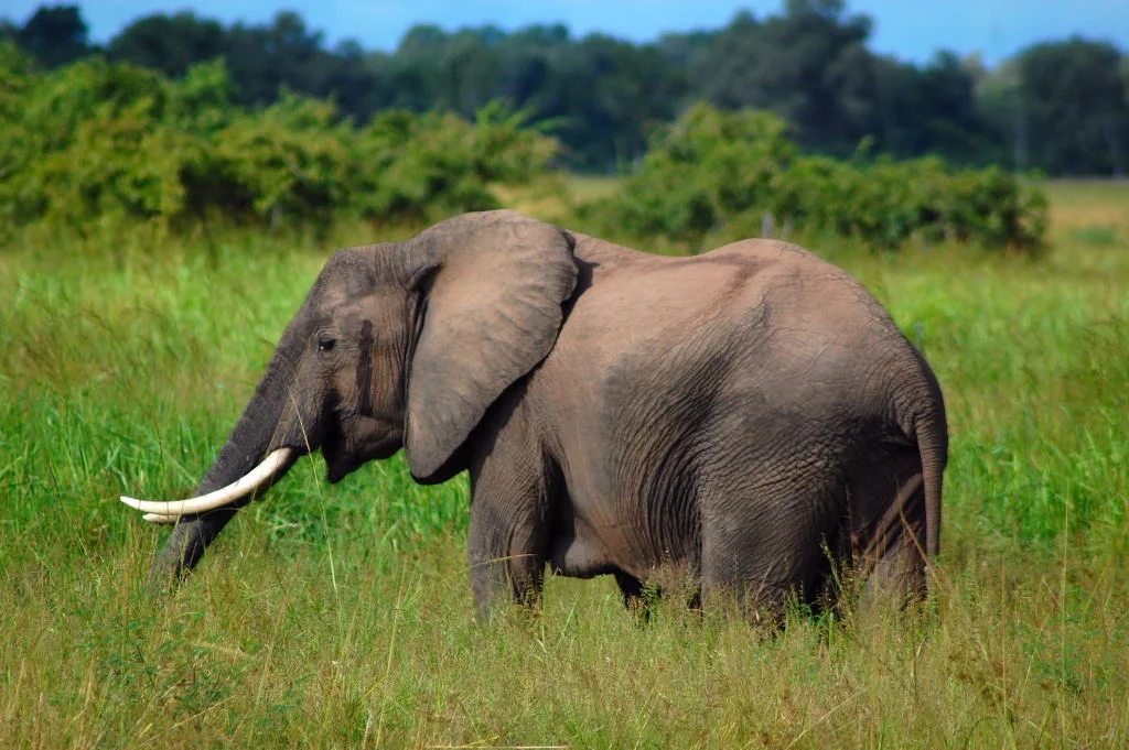 Ivory Criminals Sentenced To 5 Years in Jail