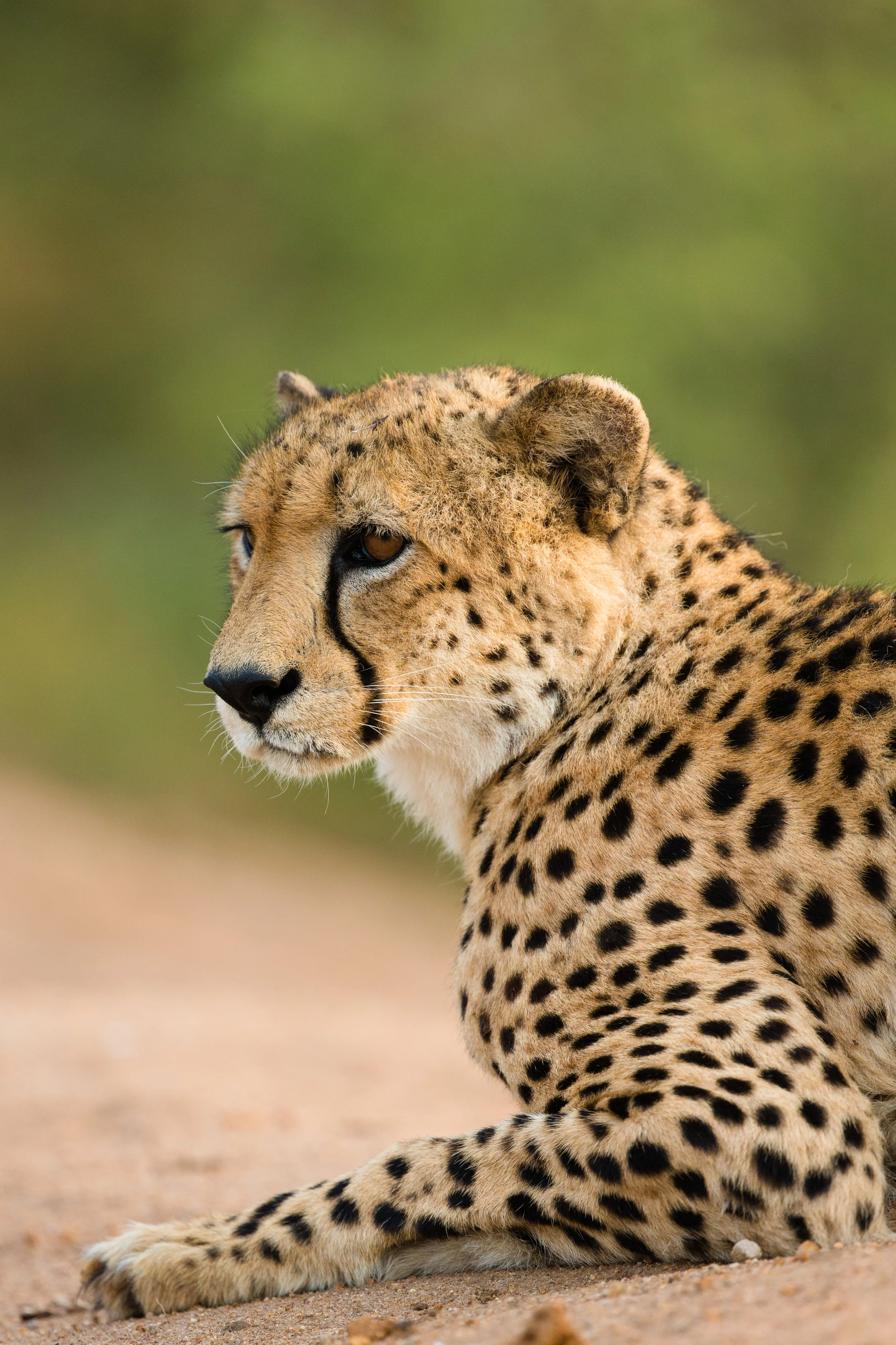 Cheetah population in Zambia contracting
