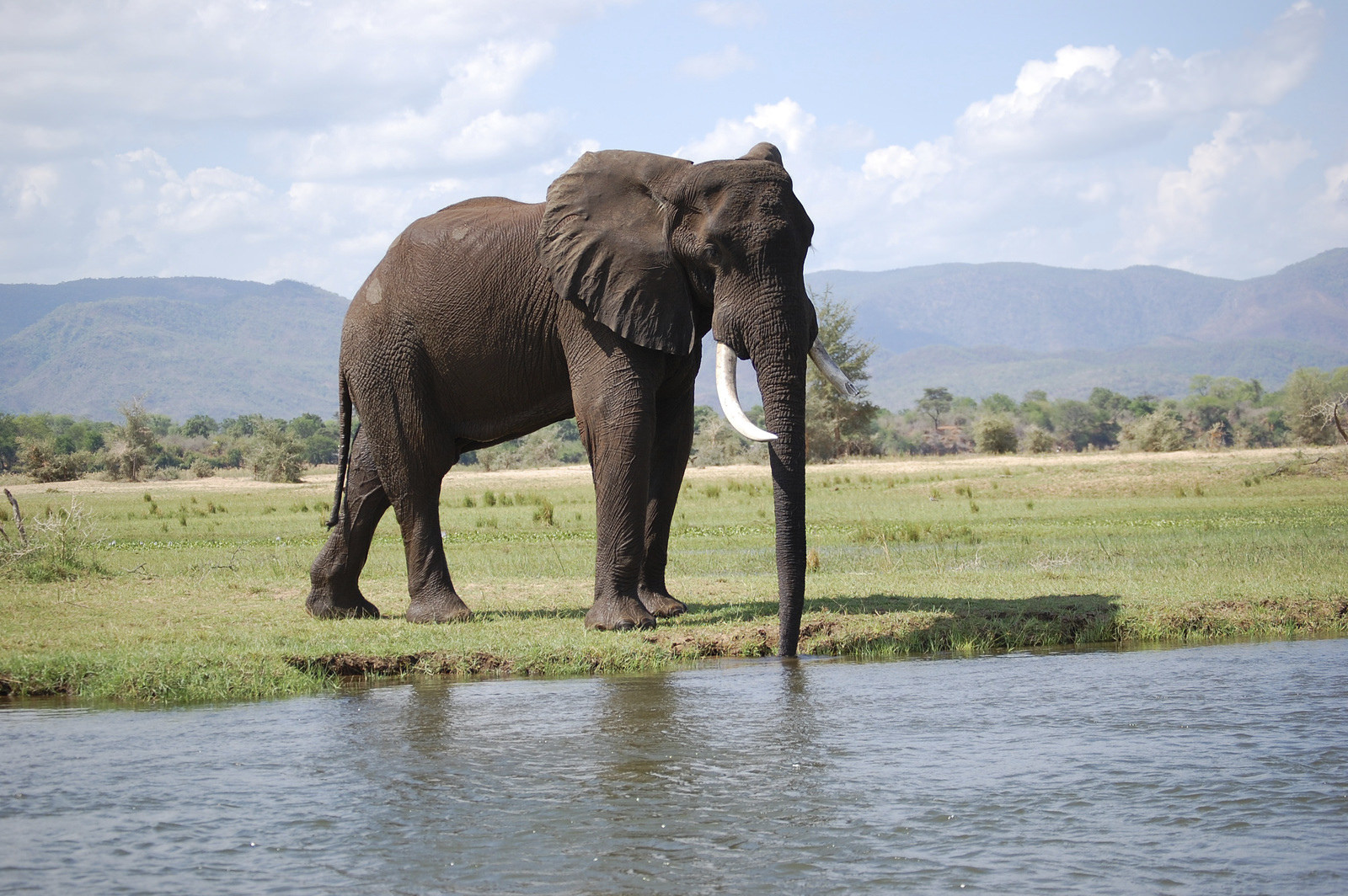Inside the remarkable local effort to stop elephant poaching in Zambia