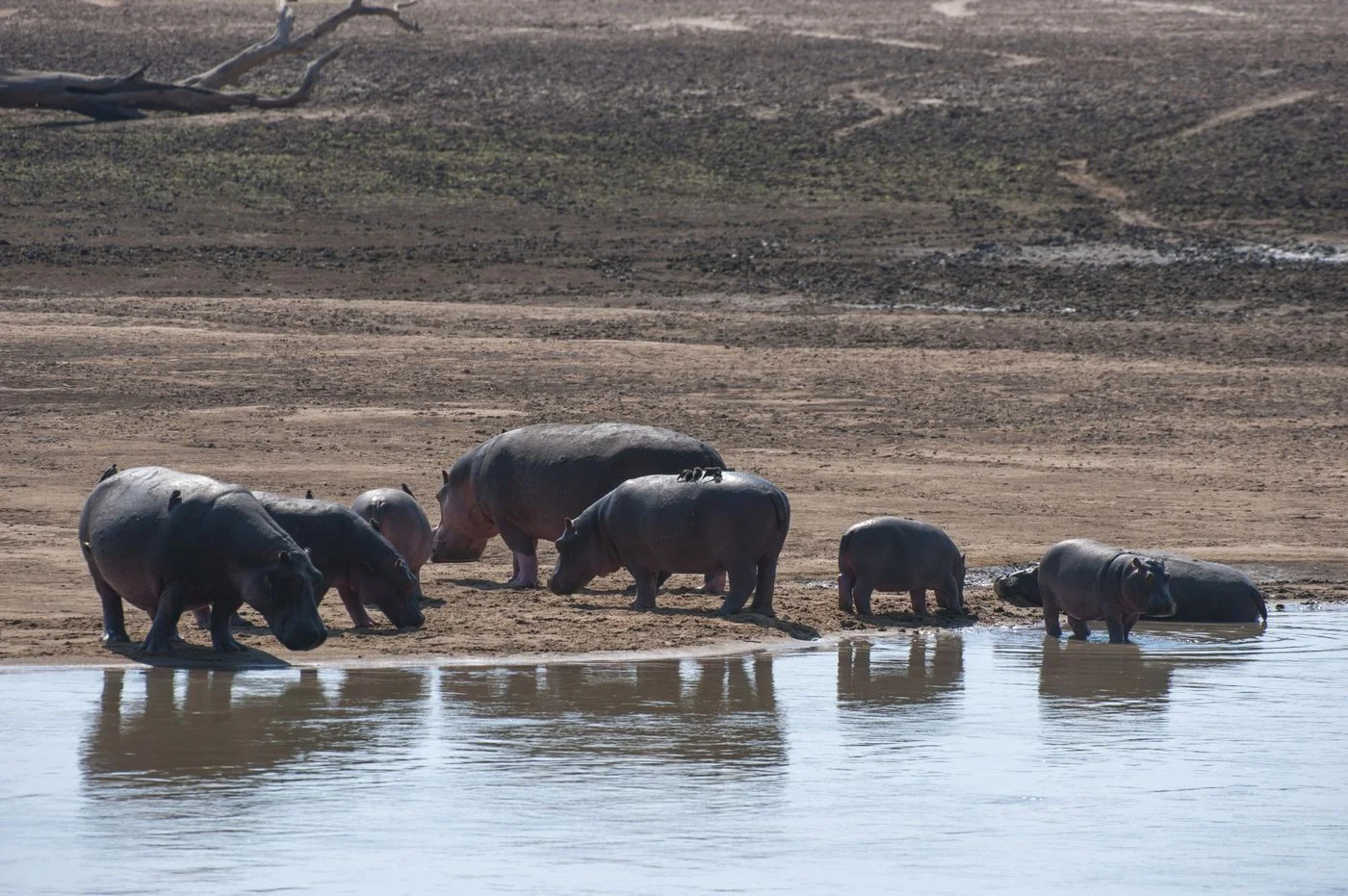 Zambia Cancels Hippo Cull After Activist Pressure, Hunters Say