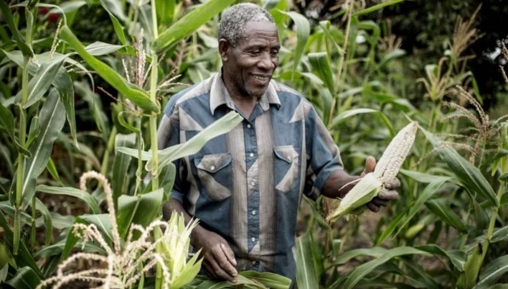 maize-zambia-farmer.jpg
