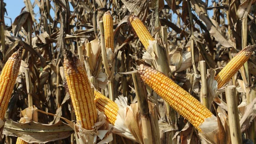 56 Arrested for Smuggling Maize and Mealie Meal