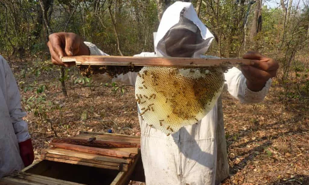 Honey project brings sweet success for families in Zambia