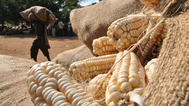 Zambia sign deal to export Maize to DRC next year