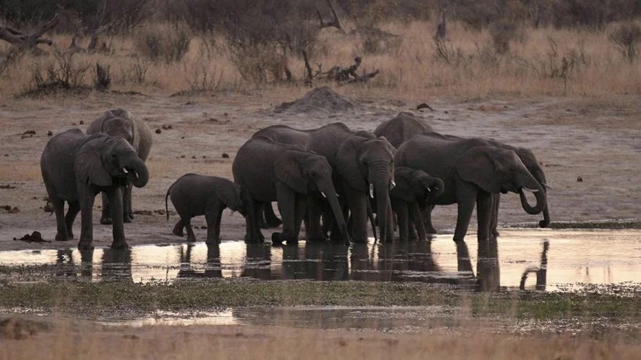 Activists truck 9,000 hay bales into Zimbabwe national park as drought leaves over 70 elephants dead