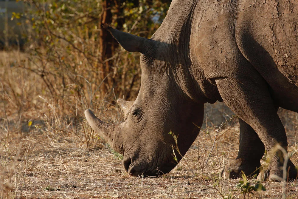 National Parks Re-Secure 2 White Rhinos