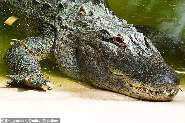 Zimbabwean girl, 11, says she poked crocodile's eyes to save friend's life