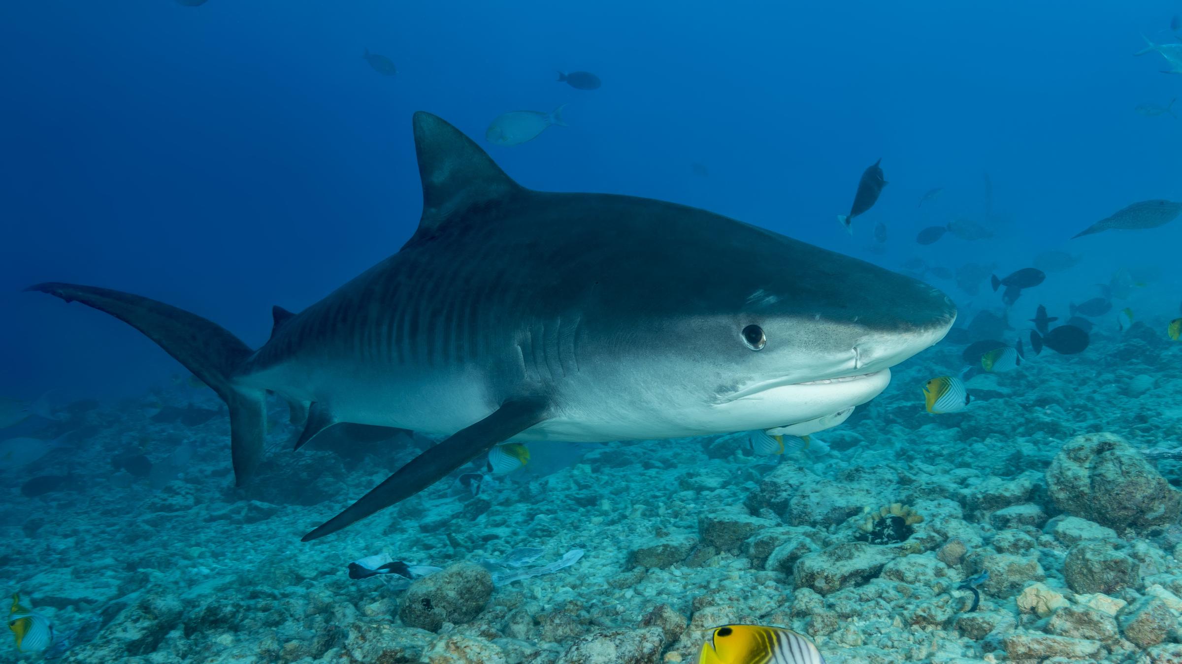 Briton is eaten by shark while swimming off Réunion