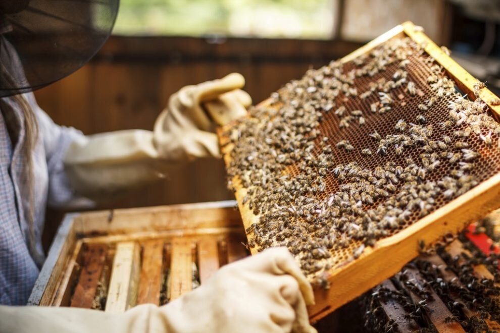 bee-hive-plans-990x660.jpg