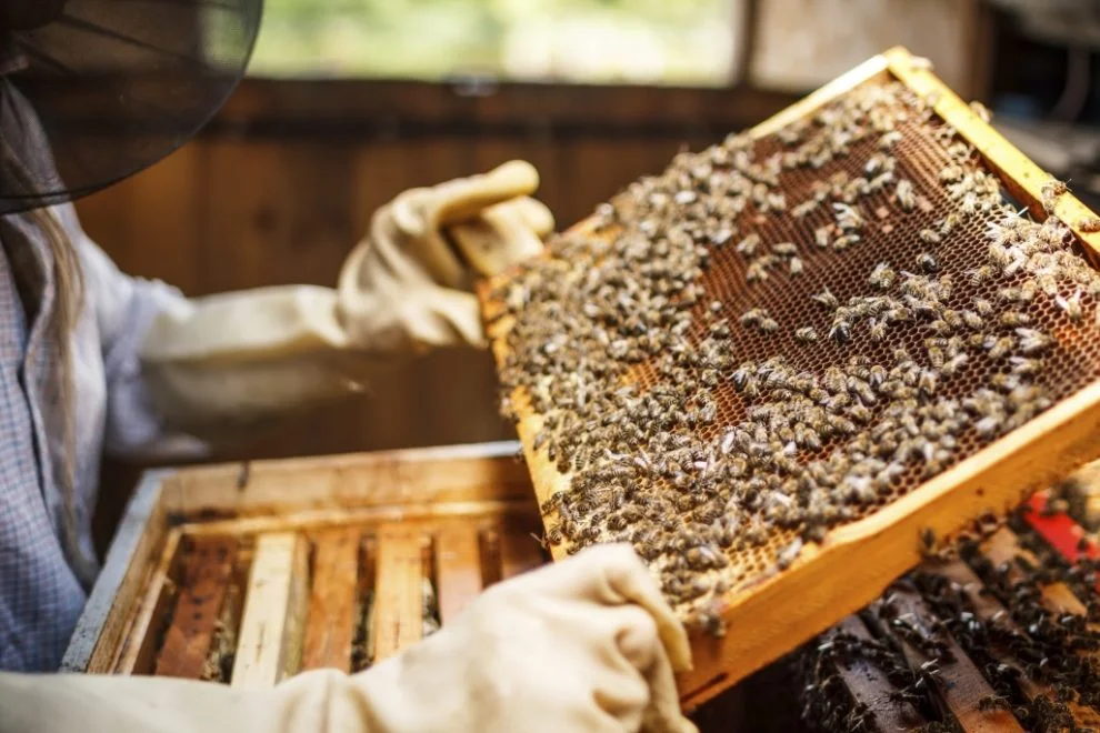 Zambia develops honey export to diversify economy