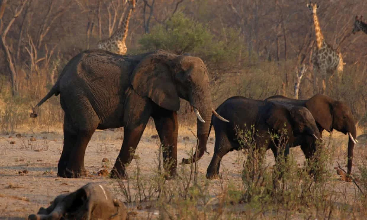 More than 200 elephants in Zimbabwe die as drought crisis deepens