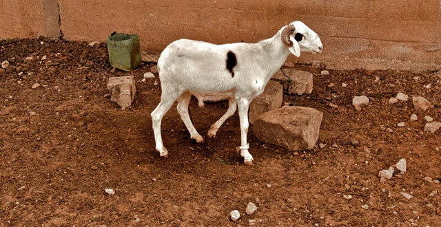 Chililabombwe Man Caught Having Sex with Sheep