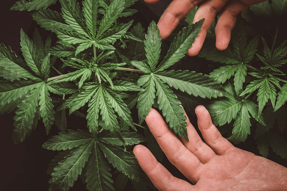 Zambia approves cannabis exports to boost economy