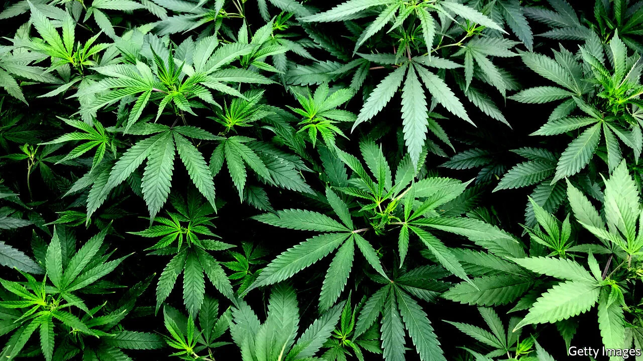 Zambia president reiterates smoking cannabis remains a crime
