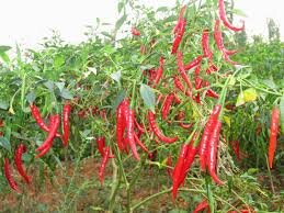 Construction Of Mansa Chilli Factory Starts