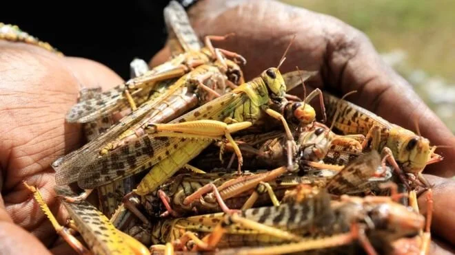 Somalia Declares Emergency Over Locust Swarms