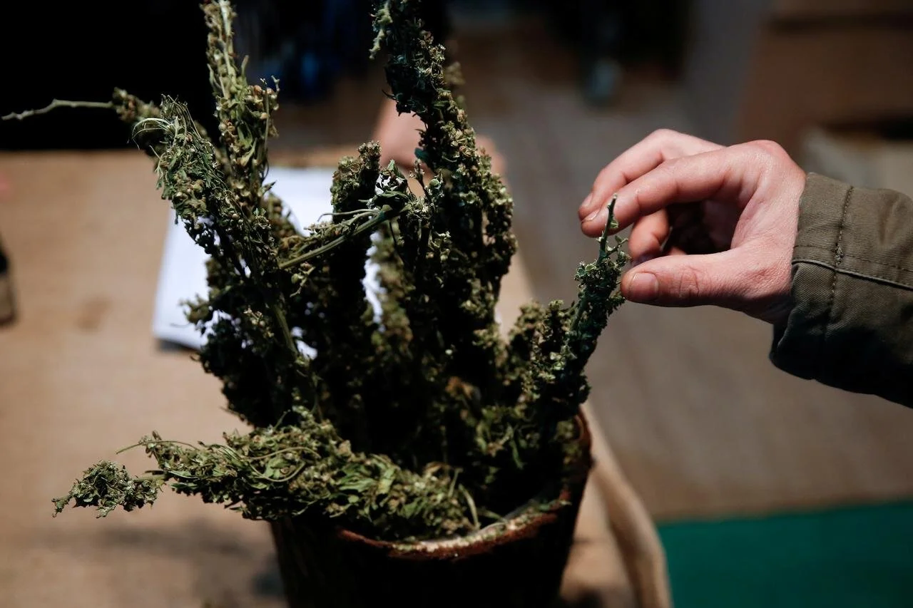 Zambia Arrests 7 People For Trafficking Over 4 Tons Of Cannabis