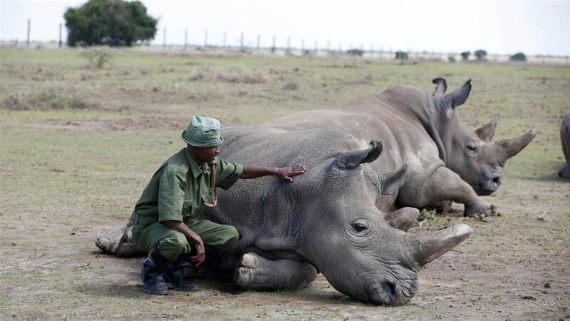 Lorry kills two white rhinos in Zambian park