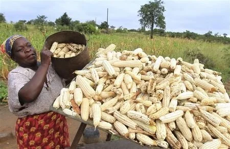 New Maize Price Damaging To Farmers - CTPD