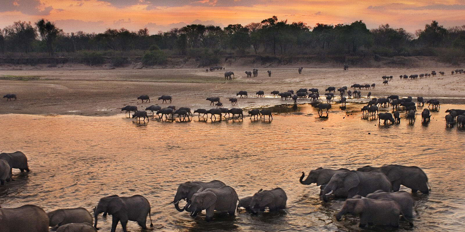 Nature Loss In Part To Blame For Pandemics - WWF