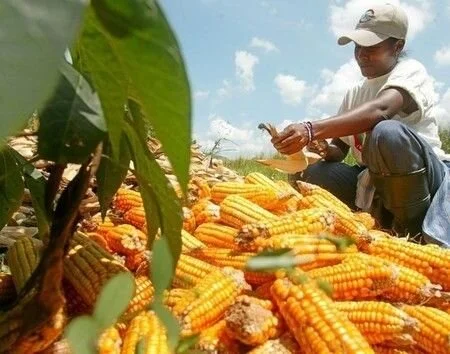 FRA Told To Revise Maize Price Of K110