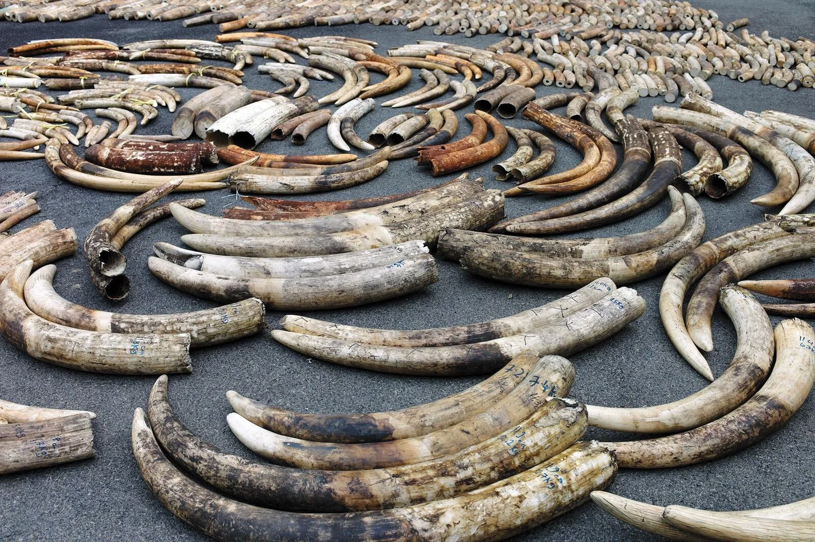 Poacher Sentenced To 7 years Imprisonment For Illegal Possession Of Elephant Ivory