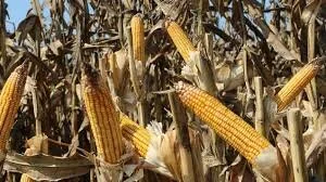 Treasury Releases K1 Billion For Crop Purchases