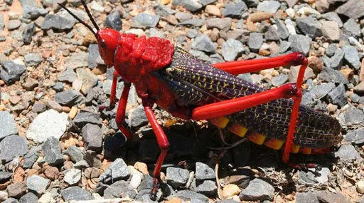 DMMU To Assess Impact Of Red Locusts