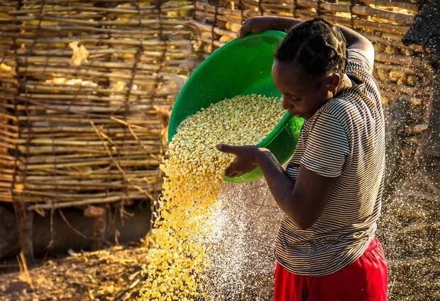 Farmers Advised To Only Sell Surplus Maize