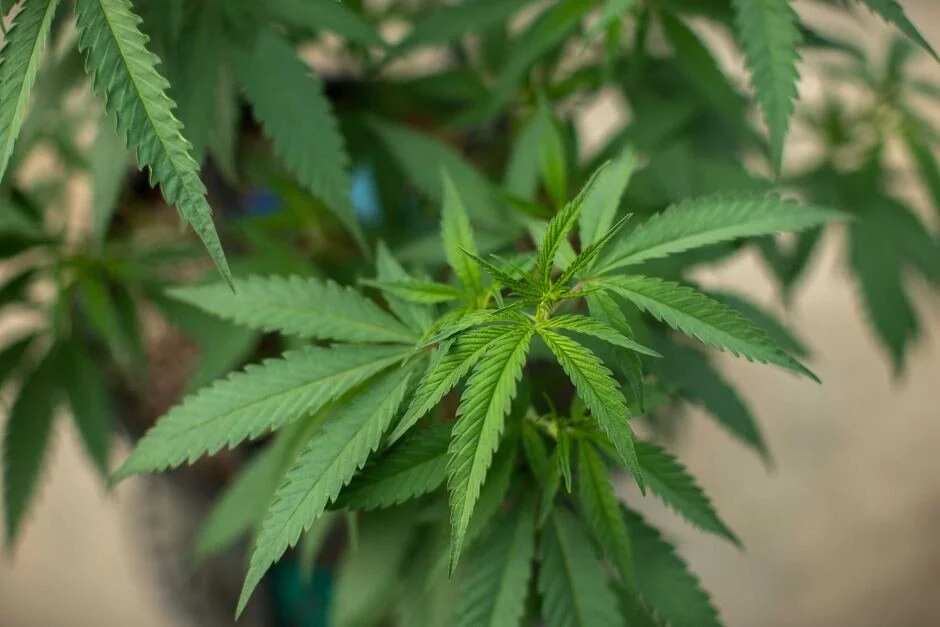 Zamhemp To Ensure Fair Price For Cannabis Farmers 