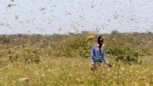 Red Locust Invasion Under Control-Inonge Wina