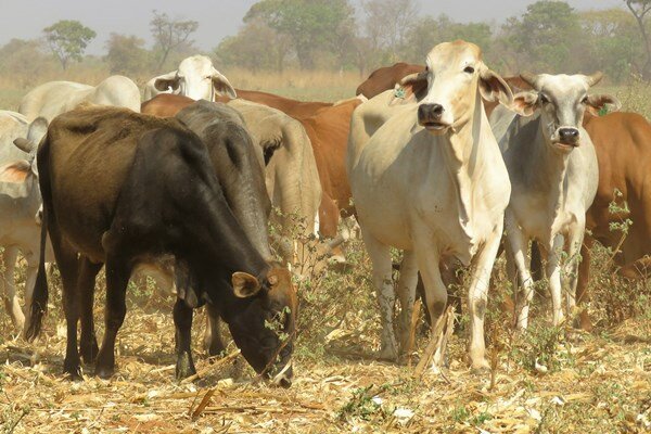 Manyigna Bans Movement Of Cattle