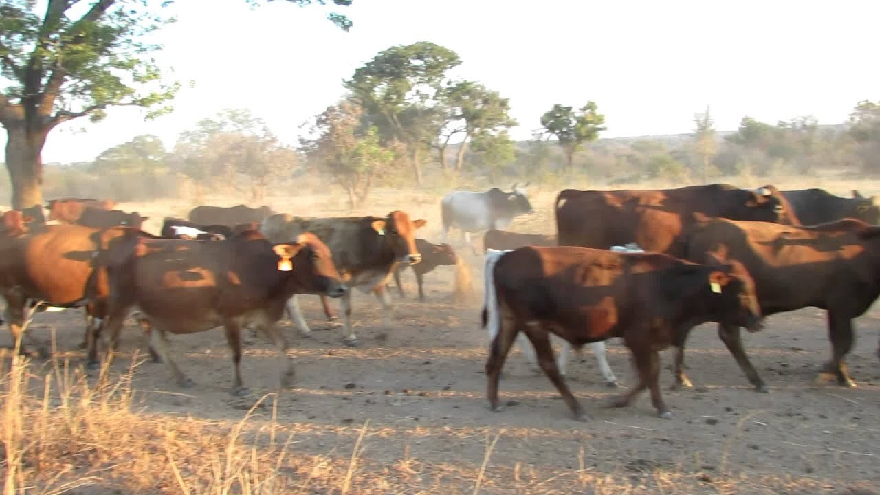 Smuggled Herds Of Cattle Impounded And Slaughtered