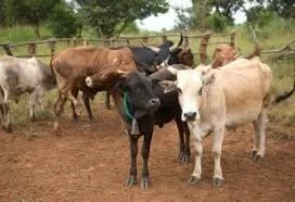 Kabompo Livestock Threatened By Killer Disease 