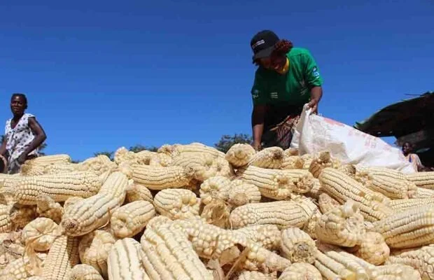 Zambia To Record Bumper Harvest – ZNFU