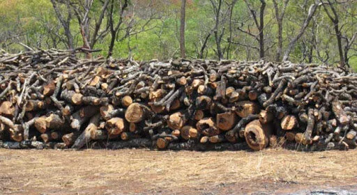 Zambia Continues To Lose Millions Of Hectares Of Forest