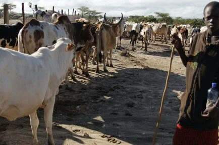 Cattle Rustling Cases On The Increase In Luanshya