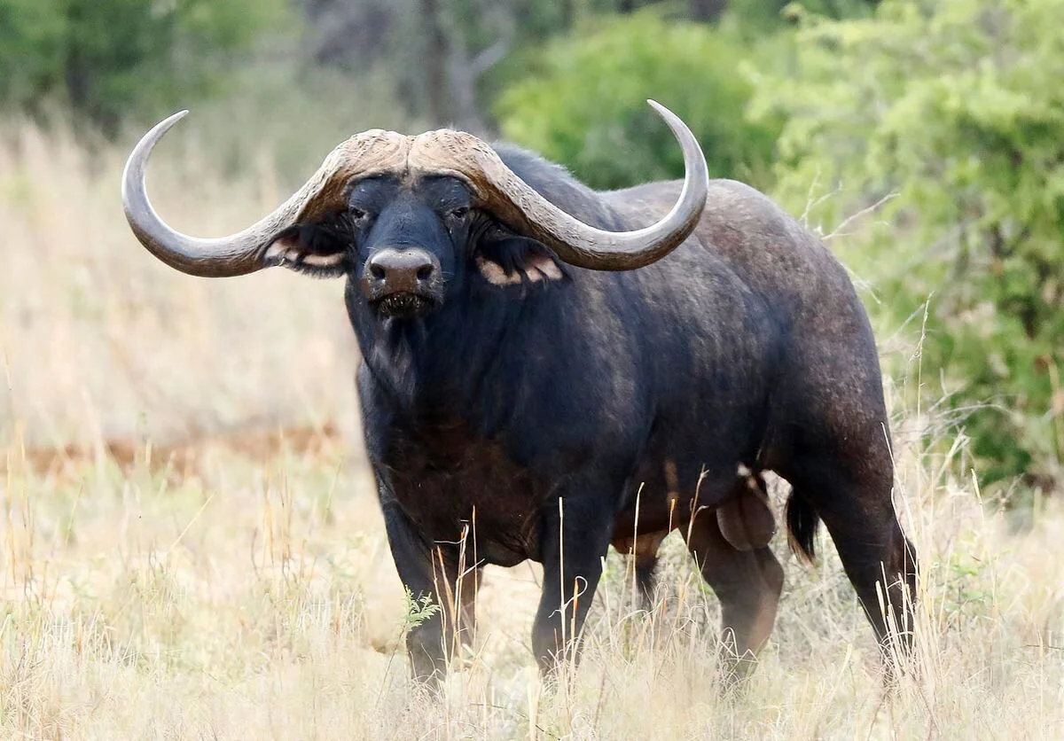 Man Killed By Buffalo In Kalumbila 