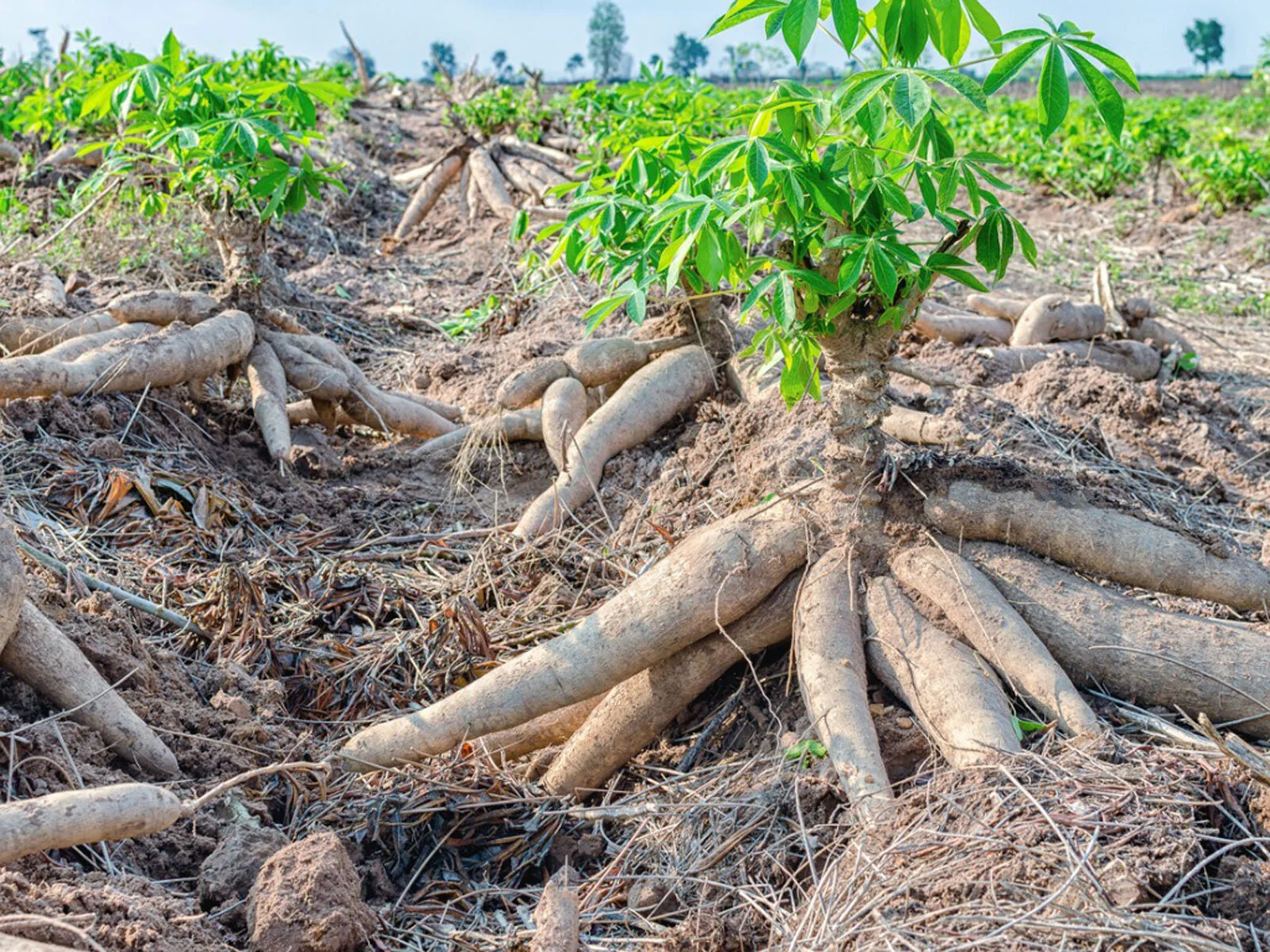 USD$25,000 Invested Into Cassava Production By Investors
