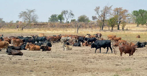 Room For Improvement In Livestock Population Growth – Ministry of Fisheries and Livestock