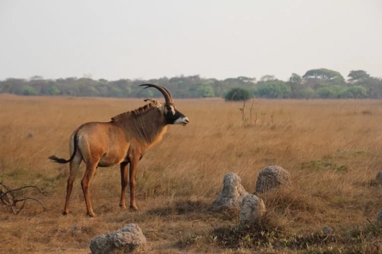 Communities Encouraged To Protect Wildlife 