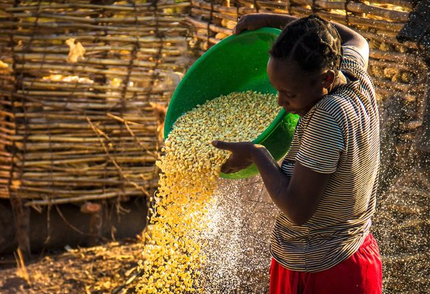 ZNFU Request Rise In Maize Floor Price