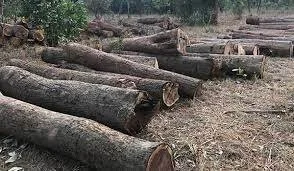 Alert Youths Impound Eight Trucks Allegedly Loaded With Illegal Timber
