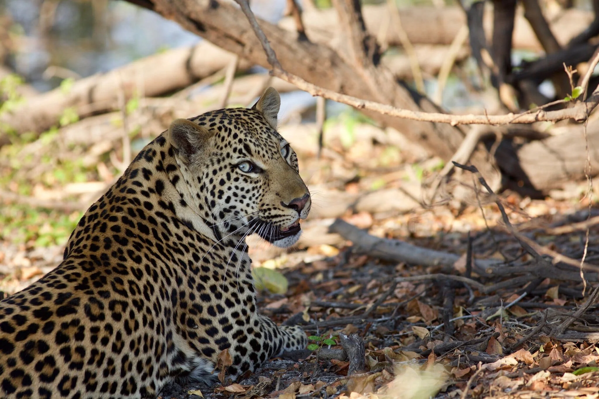 US Claims, Dentist Killed Wife on African Hunting Trip