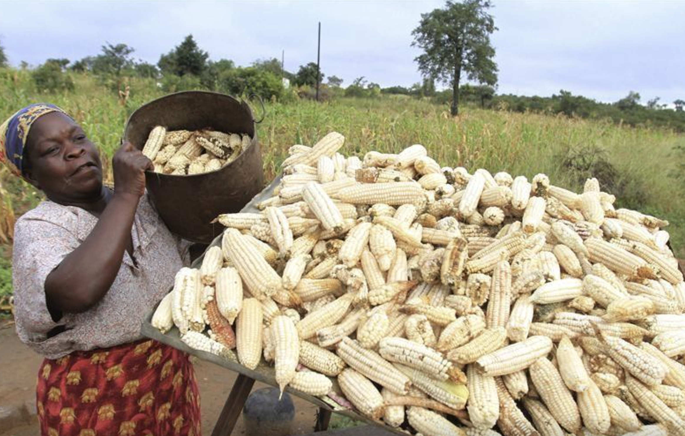 Bumper Maize Harvest Trumps 2021/22 Record Year
