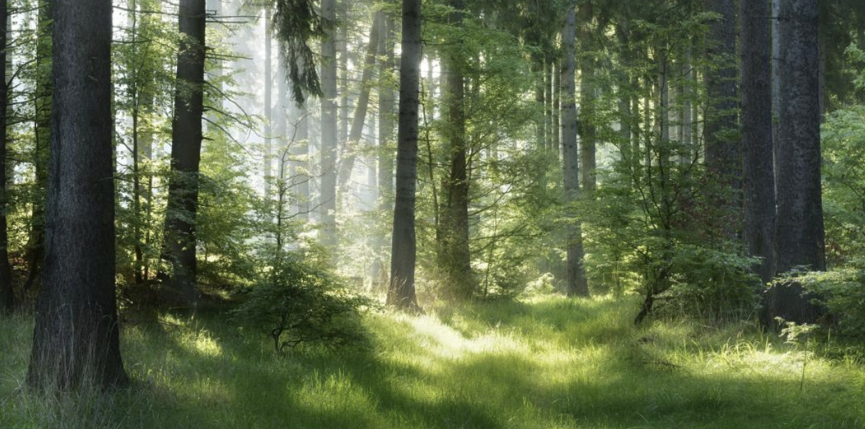 Zambia To Launch 4 Million Hectare Carbon Offset Venture