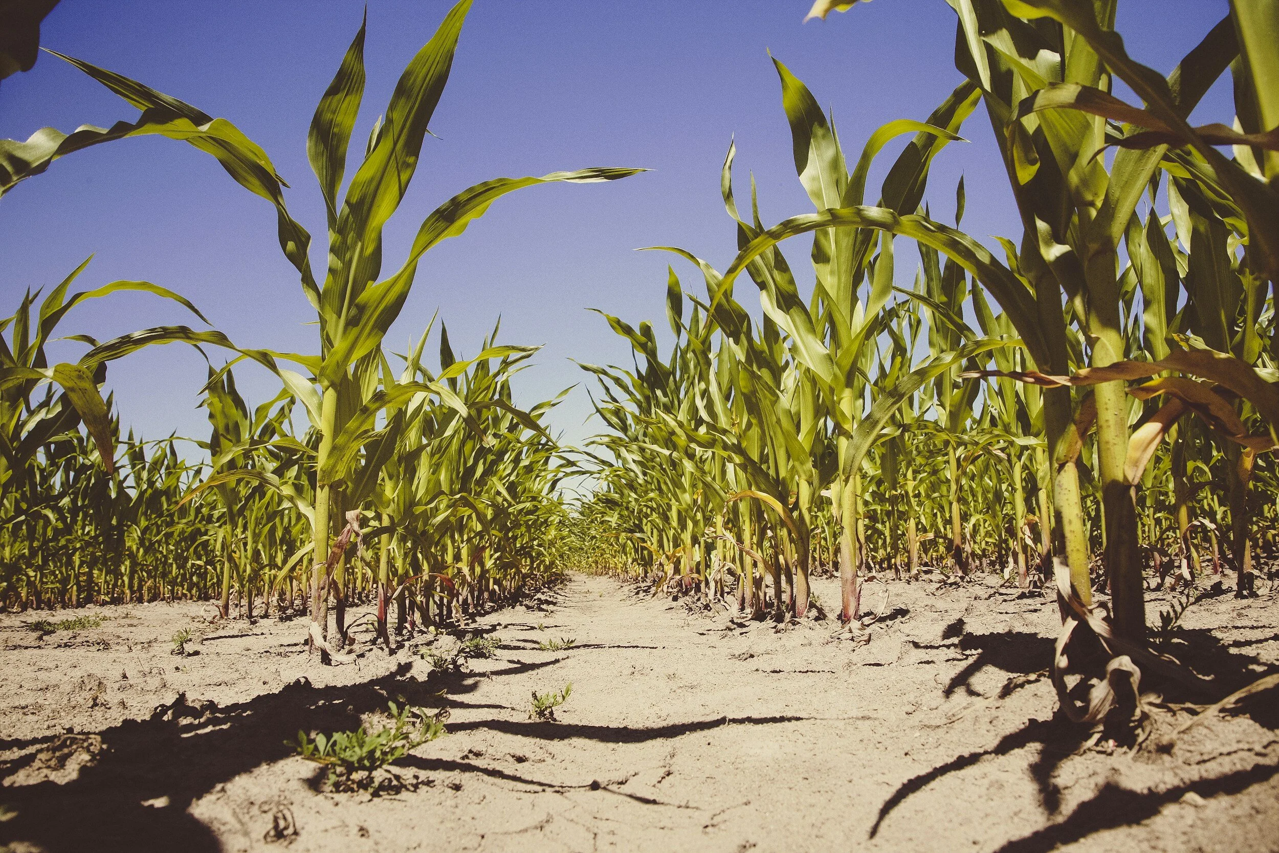 1.7 Million Tonnes of Maize Projected This Farming Season