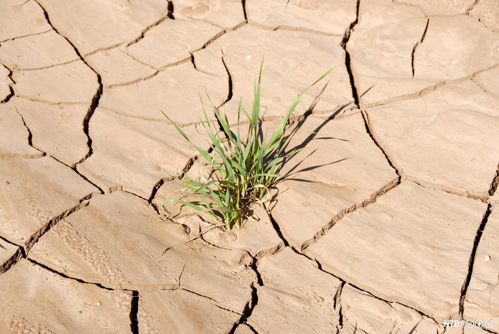 UN Agency asks for $228 million to help national disaster drought