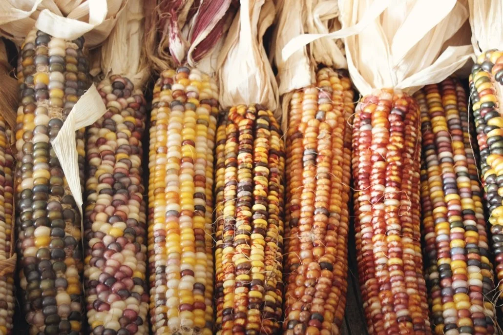 ZARI Develops Army Worm Tolerant Maize Varieties