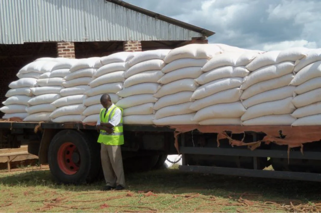 Government Waiting on Crop Forecasts Before Making a Decision on Maize Exports